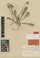 Isolectotype of Taraxacum laciniosifrons Dahlst. ex Wiinst. [family ASTERACEAE]
