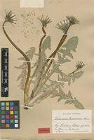 Isolectotype of Taraxacum laciniosum Dahlst. [family ASTERACEAE]