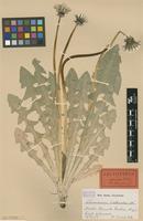 Lectotype of Taraxacum laeticolor Dahlst. [family ASTERACEAE]