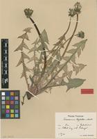 Isolectotype of Taraxacum leptodon Markl. [family ASTERACEAE]