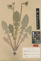 Isolectotype of Taraxacum lucidum Dahlst. [family ASTERACEAE]