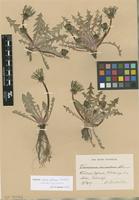 Isolectotype of Taraxacum mimulum Dahlst. ex H.Lindb. [family ASTERACEAE]