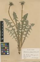 Isolectotype of Taraxacum obliquilobum Dahlst. [family ASTERACEAE]