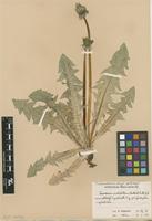 Isolectotype of Taraxacum ochrochlorum G.E.Haglund [family ASTERACEAE]