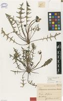 Isotype of Taraxacum oxoniense Dahlst. [family ASTERACEAE]