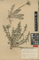 Isolectotype of Taraxacum pannulatum Dahlst. [family ASTERACEAE]
