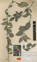 Type of Maytenus mossambicensis (Klotzsch) Blakelock var. stolzii N.Robson [family CELASTRACEAE]