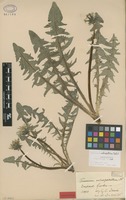 Isolectotype of Taraxacum subexpallidum Dahlst. [family ASTERACEAE]