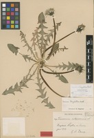 Isolectotype of Taraxacum subpallescens Dahlst. [family ASTERACEAE]