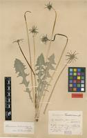 Isolectotype of Taraxacum tenebricans Dahlst. [family ASTERACEAE]