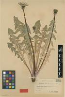 Isolectotype of Taraxacum trilobatum Palmgr. [family ASTERACEAE]