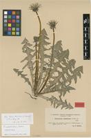 Lectotype of Taraxacum undulatiforme Dahlst. [family ASTERACEAE]