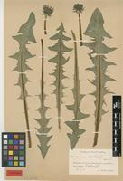 Isolectotype of Taraxacum xanthostigma H.Lindb. [family ASTERACEAE]