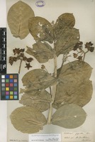 Filed as Calotropis procera (Aiton) W.T.Aiton [family APOCYNACEAE]