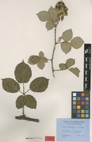 Syntype of Rubus tresidderi Rilstone [family ROSACEAE]