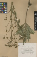 Type of Hieracium godroni Jord. ex Charb. [family ASTERACEAE]
