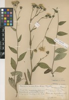 Isolectotype of Hieracium auratum Fr. var. thulense F. Hanb. [family ASTERACEAE]