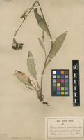 Syntype of Hieracium dovrense Fr. subsp. groenlandicum Almq. [family ASTERACEAE]