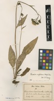 Syntype of Hieracium dovrense Fr. var. ivigtutense Almq. [family ASTERACEAE]