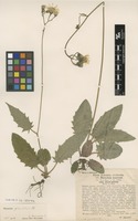 Type of Hieracium murorum L. subsp. setaceo-dentatum Rehmann & Wol. [family ASTERACEAE]
