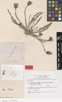 Isotype of Taraxacum madidum Kirschner & Štepánek [family ASTERACEAE]
