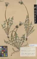 Syntype of Taraxacum acroglossum Dahlst. [family ASTERACEAE]