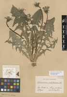 Syntype of Taraxacum croceiflorum Dahlst. [family ASTERACEAE]