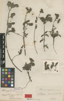 Syntype of Phacelia magellanica (Lam.) Coville f. amoena Brand [family HYDROPHYLLACEAE]