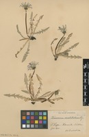 Syntype of Taraxacum ceratolobum Dahlst. [family ASTERACEAE]