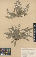 Syntype of Taraxacum degelii G.E.Haglund [family ASTERACEAE]