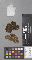 Type of Cephaloziella elachista J. B. Jack ex Gottsche & Rabenh. [family CEPHALOZIELLACEAE]