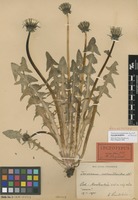 Isolectotype of Taraxacum melanthoides Dahlst. ex Dahlst. [family ASTERACEAE]
