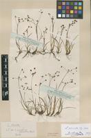 Lectotype of Luzula arcuata (Wahlenb.) Sw. var. subspadicea Beurl. [family JUNCACEAE]