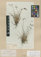 Paratype of Luzula arcuata (Wahlenb.) Sw. var. subspadicea Beurl. [family JUNCACEAE]