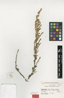 Isotype of Artemisia glanduligera Krasch. ex Poljakov subsp. kotgaiensis Podlech [family ASTERACEAE]