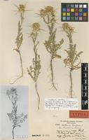 Type of Centaurea verutum L. subsp. basaltica Rech.f. [family ASTERACEAE]