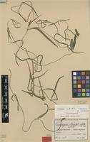 Isotype of Ceropegia adolfi Schltr. ex Werderm. [family ASCLEPIADACEAE]