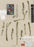 Isotype of Elodea planchonii Casp. [family HYDROCHARITACEAE]