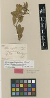 Lectotype of Rhus magalismontana Sond. [family ANACARDIACEAE]