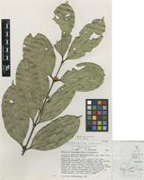 Isotype of Strychnos elaeocarpa Gilg ex Leeuwenb. [family LOGANIACEAE]