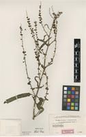 Type of Rumex x sorkhabadensis Rech.f. [family POLYGONACEAE]