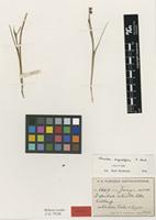 Isotype of Wurmbea angustifolia B.Nord. [family COLCHICACEAE]