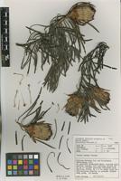 Type of Protea pudens Rourke [family PROTEACEAE]
