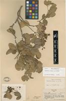 Type of Maniltoa minor A.C.Sm. [family FABACEAE]