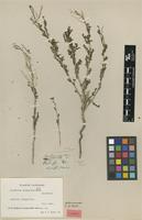 Holotype of Sisymbrium exasperatum Sond. [family BRASSICACEAE]