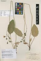 Lectotype of Hieracium subincrassans Dahlst. [family ASTERACEAE]