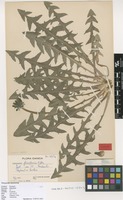 Isotype of Taraxacum fusciflorum H.Øllg. [family ASTERACEAE]