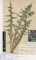 Syntype of Taraxacum pannucium Dahlst. [family ASTERACEAE]