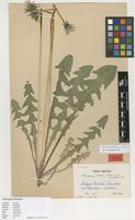 Isotype of Taraxacum eversii Såltin [family ASTERACEAE]