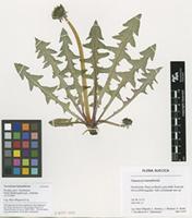 Filed as Taraxacum hamatiforme Dahlst. [family ASTERACEAE]